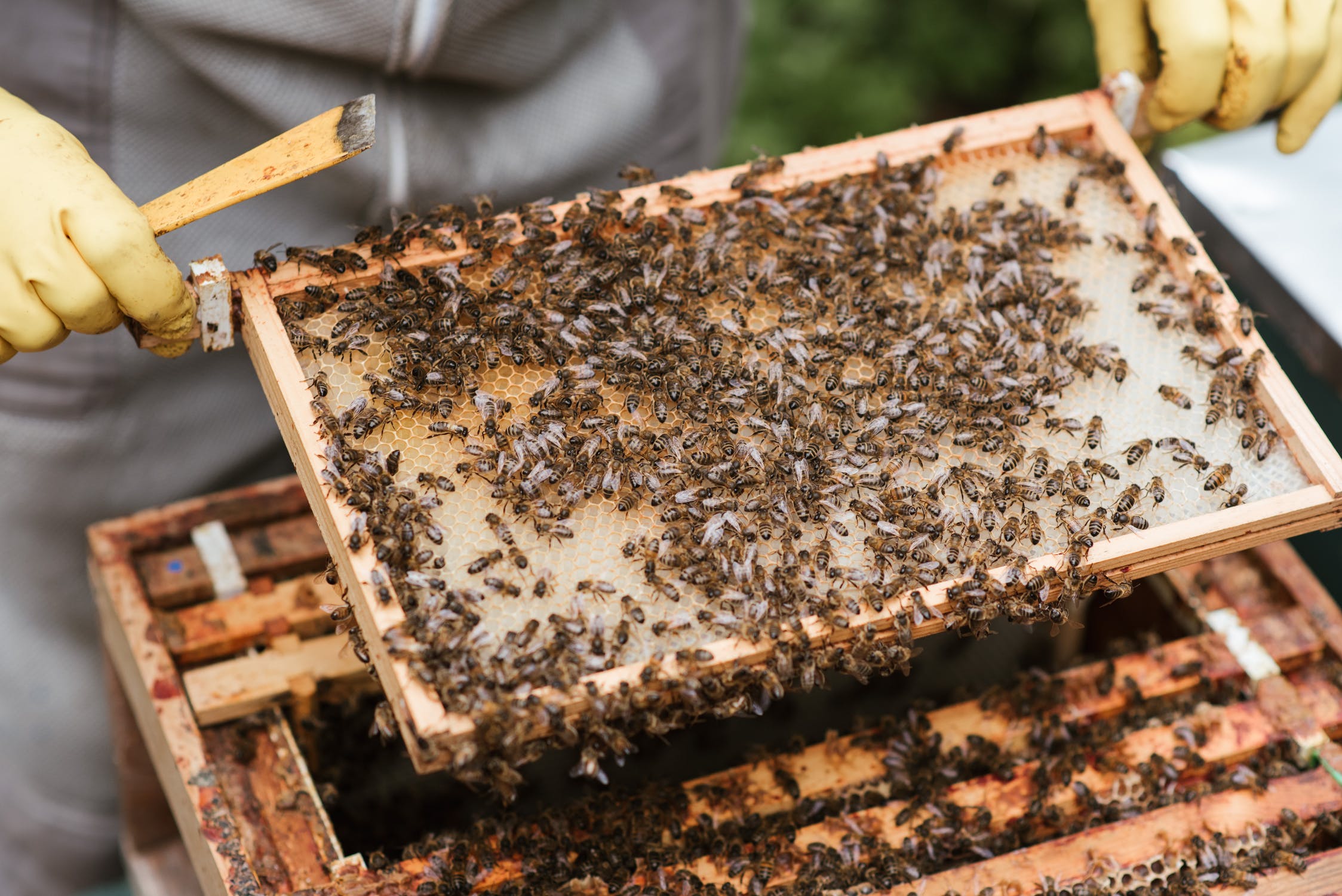 Nahaufnahme eines Bienenstockrahmens, den Beeker aus dem Bienenstock genommen hat.