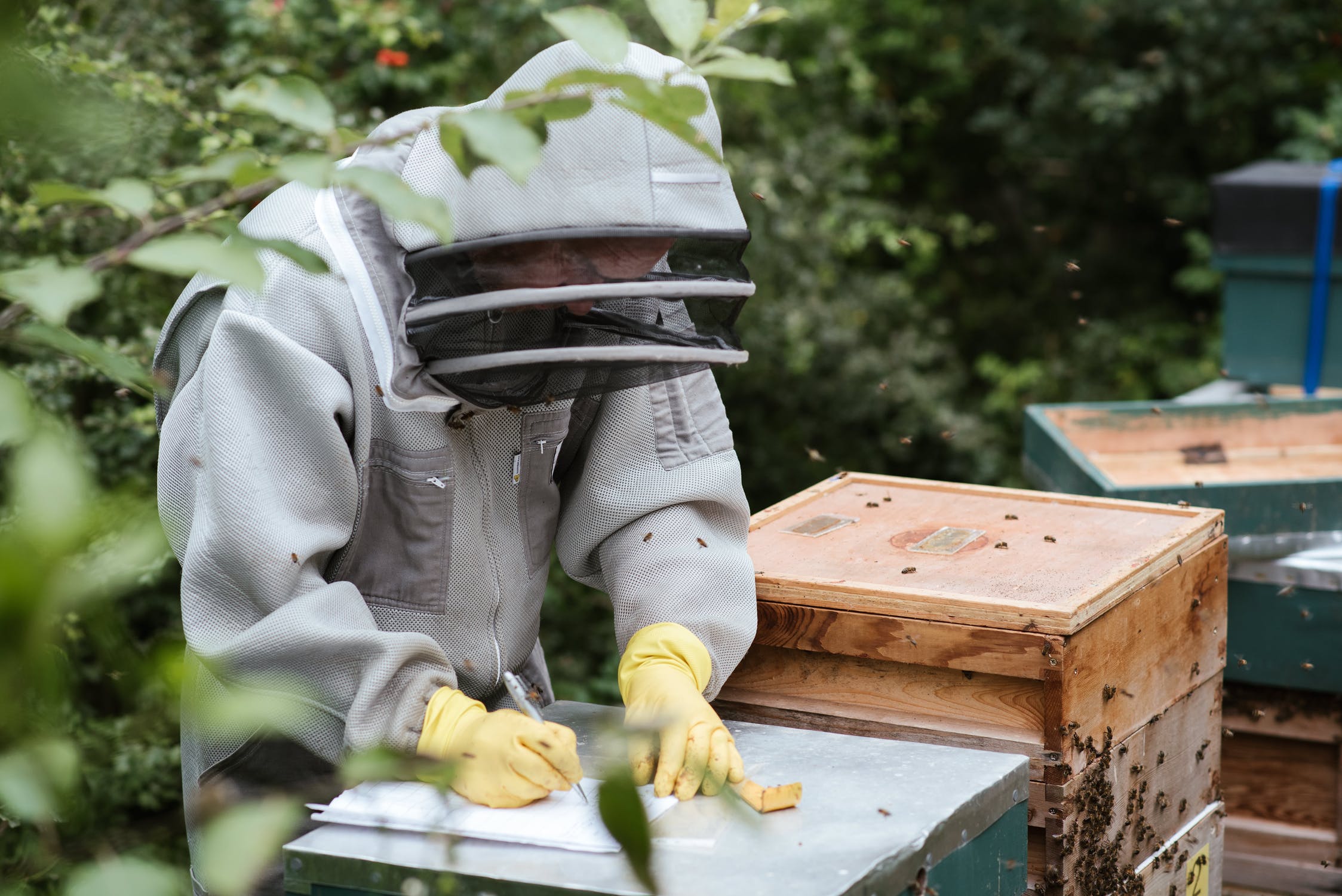 Photo: Imker macht sich Notizen über den Bienenstock.